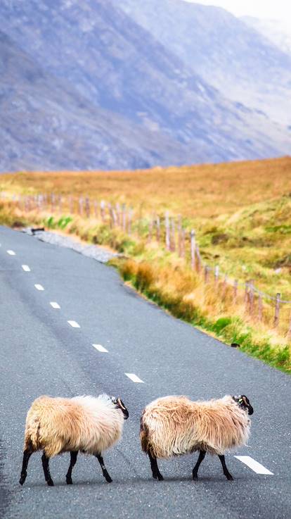 Moutons traversant la route - Irlande