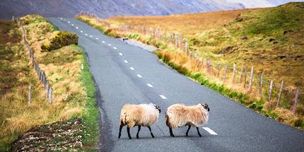 Moutons traversant la route - Irlande