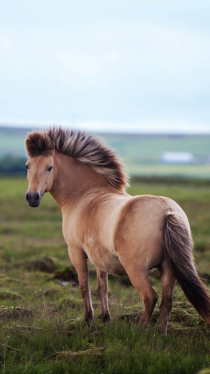 Cheval islandais