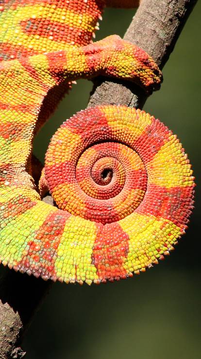 Caméléon - Madagascar
