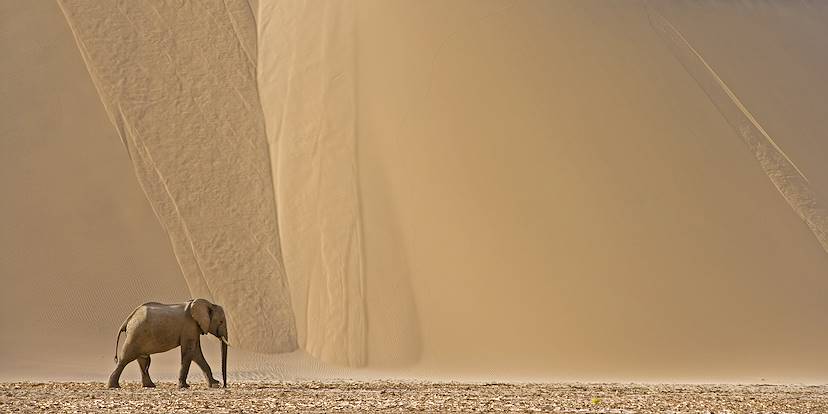 la datation Divas éléphant blancbonnes lignes de sujet de rencontres en ligne