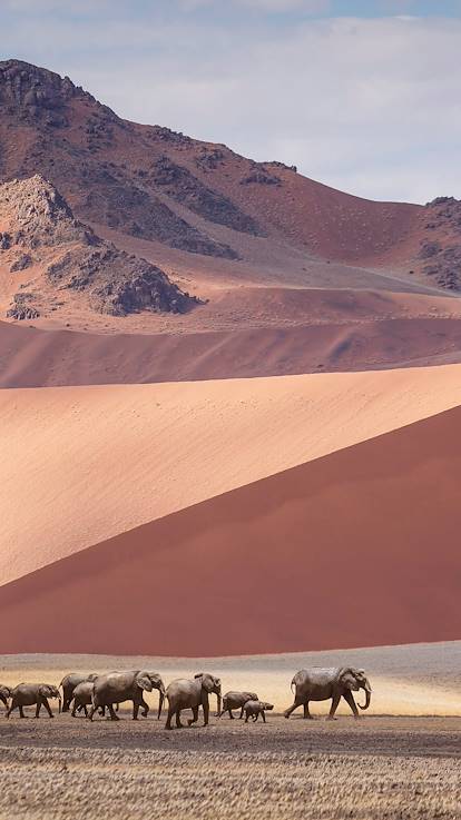 Rencontre avec les éléphants du désert dans la région du Damaraland - Namibie
