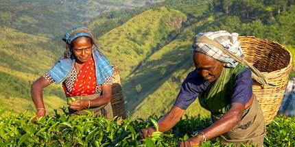 Femmes récoltant du thé - Inde