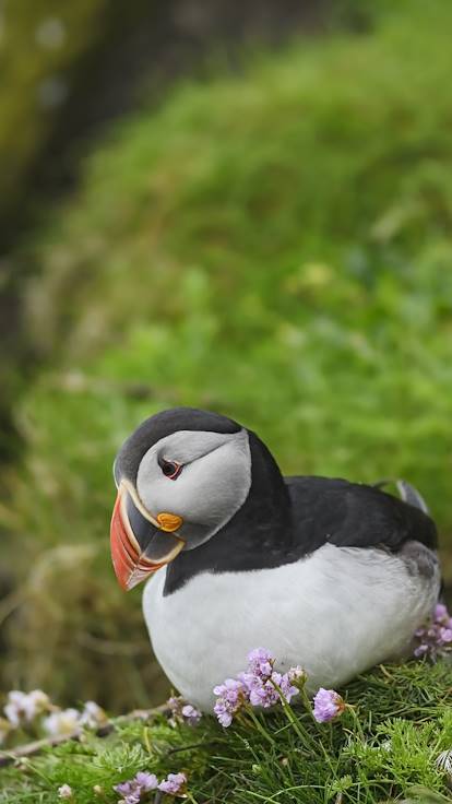 Couple de Macareux moine - Îles Shetland - Écosse - Royaume-Uni