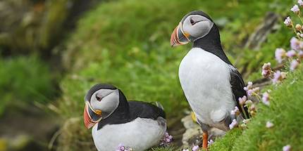 Couple de Macareux moine - Îles Shetland - Écosse - Royaume-Uni