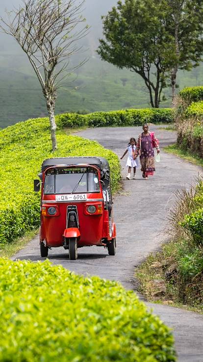 Scène de vie dans les plantations de thé - Haputale - Uva - Sri Lanka