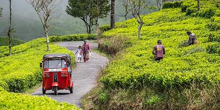 Scène de vie dans les plantations de thé - Haputale - Uva - Sri Lanka