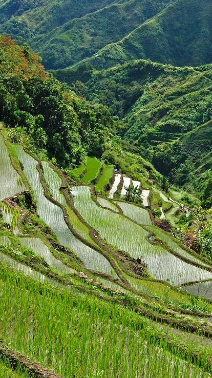Les rizières en terrasse de Banaue - Province d'Ifugao - Philippines
