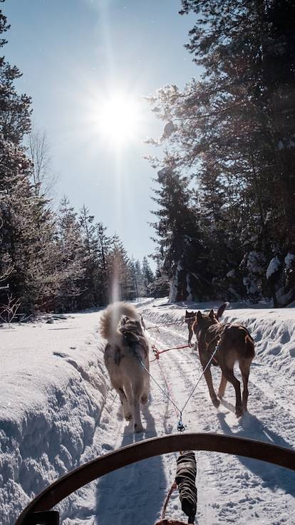 Safari en chiens de traîneaux - Finlande
