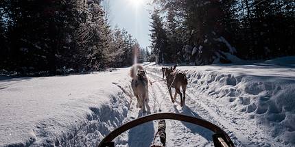 Safari en chiens de traîneaux - Finlande