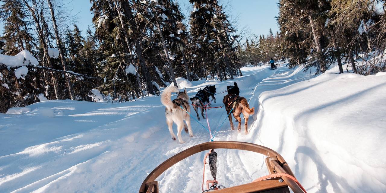 Safari en traîneau à chiens Husky à travers la forêt - Laponie - Finlande