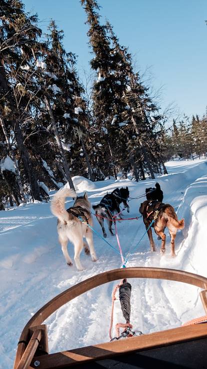 Safari en traîneau à chiens Husky à travers la forêt - Laponie - Finlande