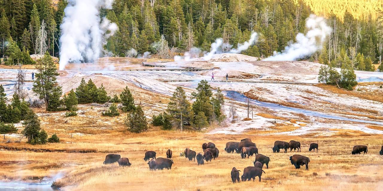 Parc National de Yellowstone - Wyoming - Etats-Unis