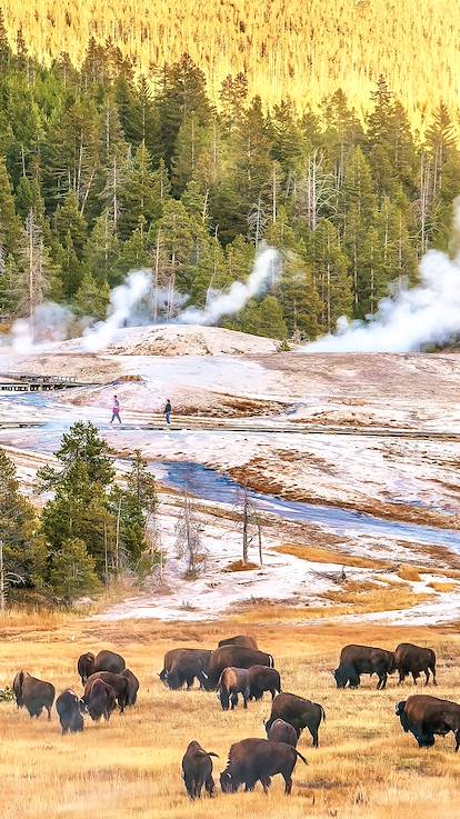 Parc National de Yellowstone - Wyoming - Etats-Unis