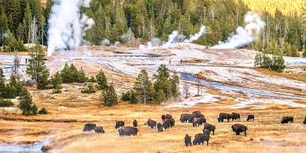 Parc National de Yellowstone - Wyoming - Etats-Unis