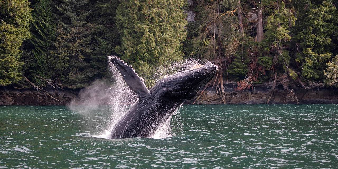 Rencontre avec les baleines au Canada