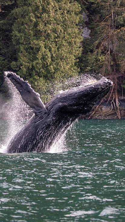 Rencontre avec les baleines au Canada