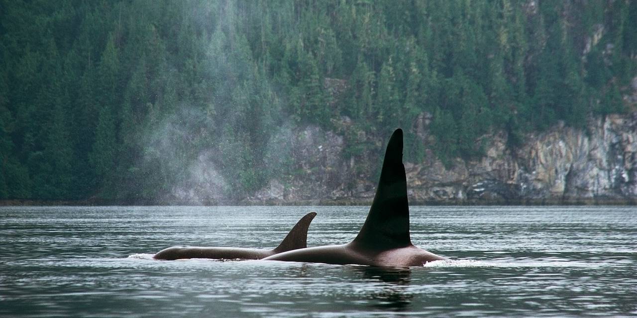 Observation des orques au large de Vancouver - Colombie Britannique - Canada