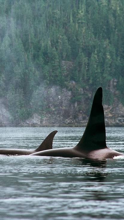 Observation des orques au large de Vancouver - Colombie Britannique - Canada