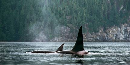 Observation des orques au large de Vancouver - Colombie Britannique - Canada