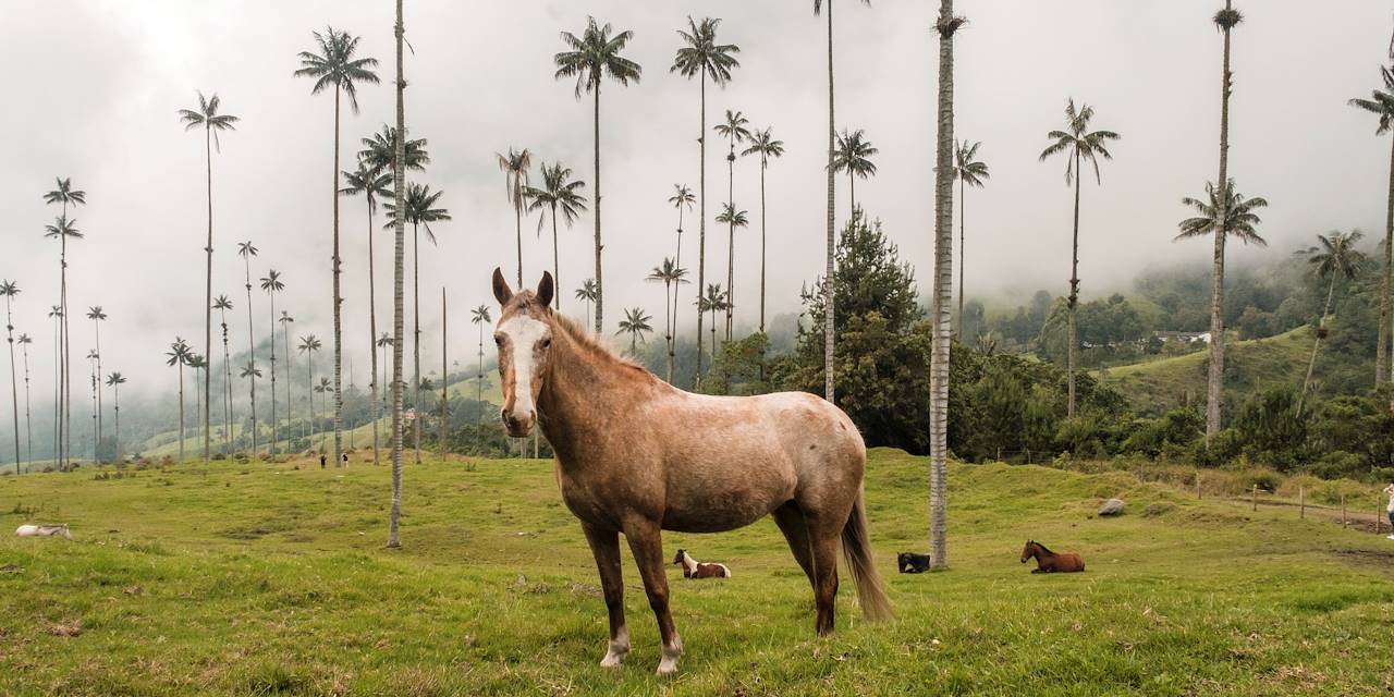 La Vallée de Cocora et ses palmiers de cire - Colombie