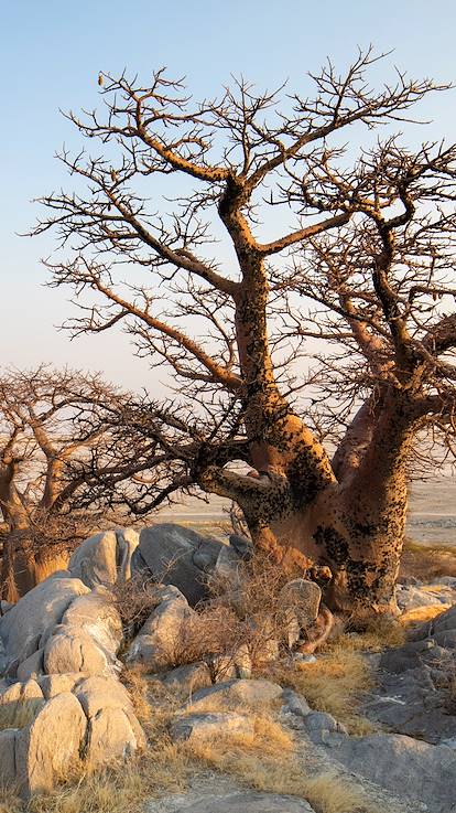 Coucher de soleil sur le Pan de Makgadikgadi - Botswana