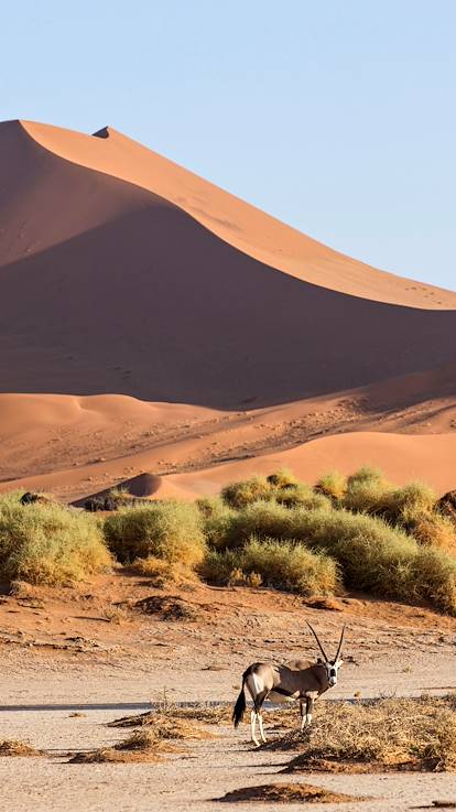 Oryx dans le désert de Sossuvlei - Parc National Namib Naukluft - Namibie