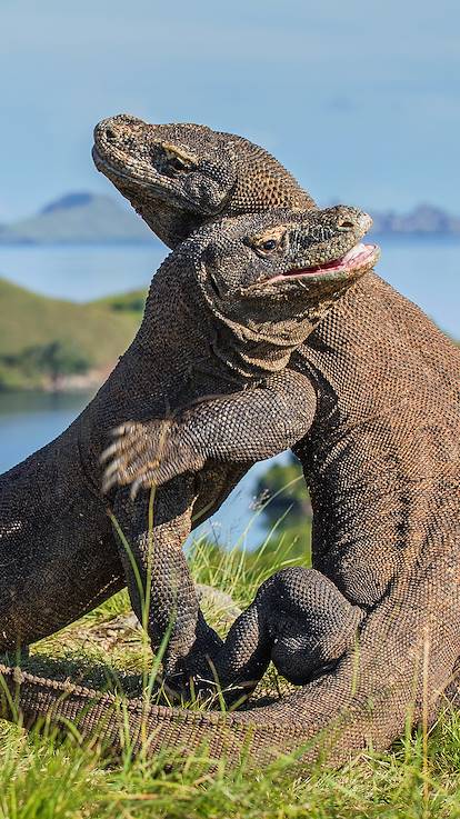Dragon de Komodo - Île de Rinca - Indonésie