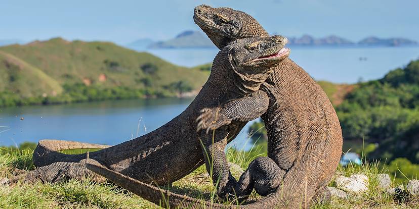 Dragon de Komodo - Île de Rinca - Indonésie