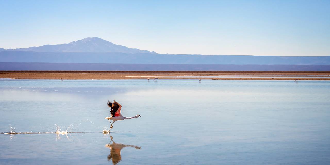 Flamant rose prenant son envol à la Laguna Chaxa - San Pedro de Atacama - Chili