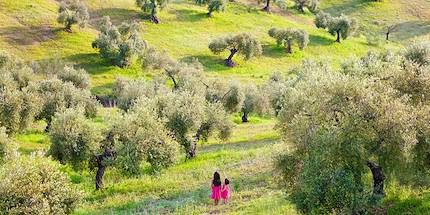 Fillettes dans un champ d'oliviers - Andalousie - Espagne