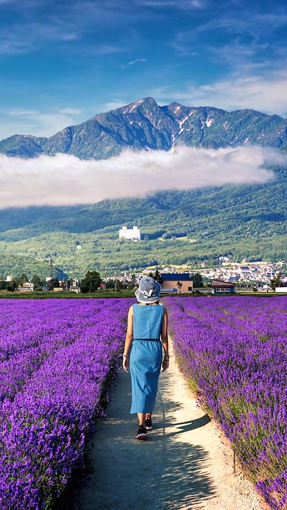 Champ de lavande - Furano - Japon