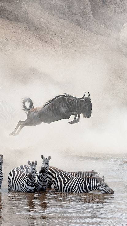 Migration des gnous et des zèbres - Parc du Serengeti - Tanzanie
