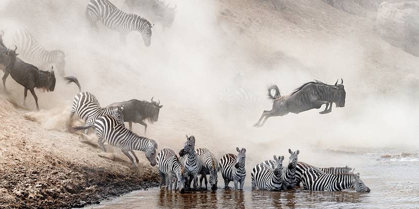 Migration des gnous et des zèbres - Parc du Serengeti - Tanzanie
