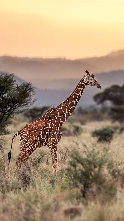 Girafe au coucher de soleil dans le parc national de Meru - Kenya