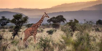 Girafe au coucher de soleil dans le parc national de Meru - Kenya