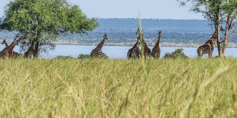 Journée safari - Murchison Falls - Ouganda