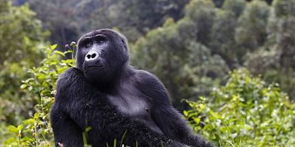 Femelle gorille - Ouganda