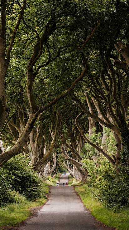 The Dark Hedges - Antrim - Irlande du Nord - Royaume Uni