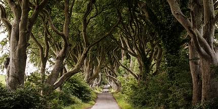 The Dark Hedges - Antrim - Irlande du Nord - Royaume Uni