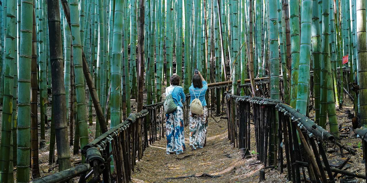 La forêt de bambous de Boseong - Jeolla du Sud - Corée du Sud 