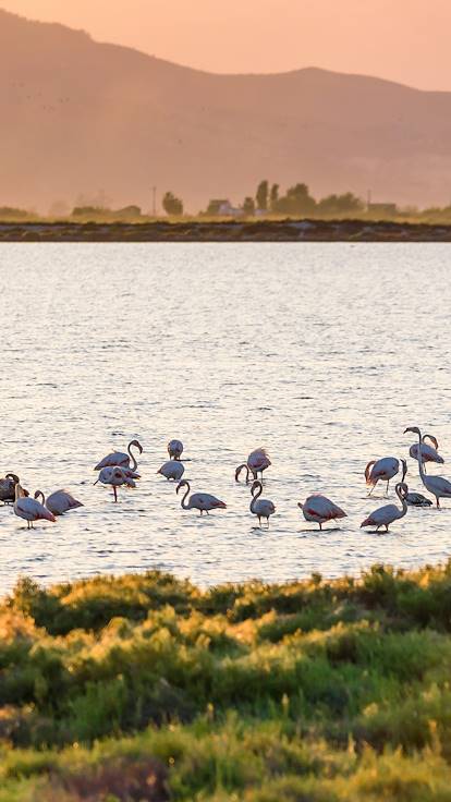Oiseaux dans le delta de l'Èbre - Catalogne - Espagne