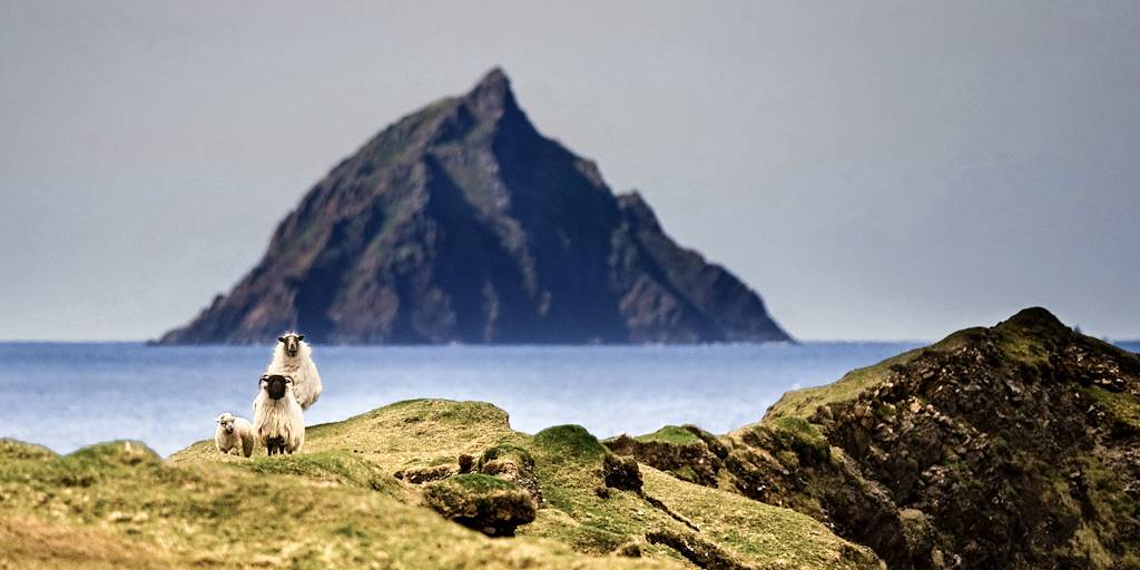 Moutons dans la province de Munster - Irlande