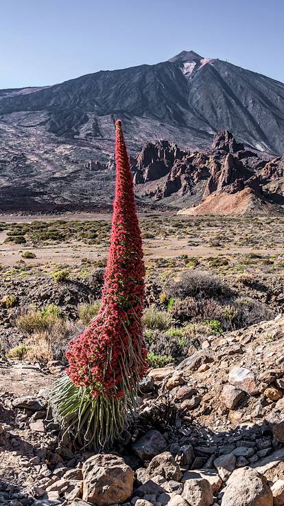 Parc national du Teide - Tenerife - Îles Canaries - Espagne