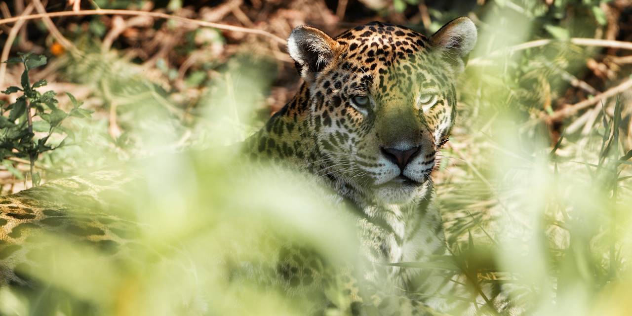 Jaguar du Pantanal - Mato Grosso do Norte - Brésil