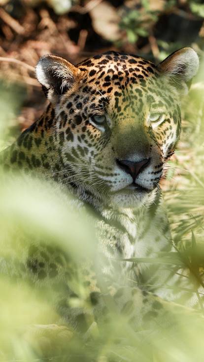 Jaguar du Pantanal - Mato Grosso do Norte - Brésil