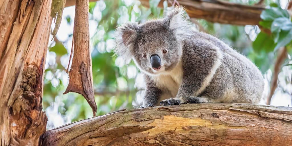 Koala - Australie
