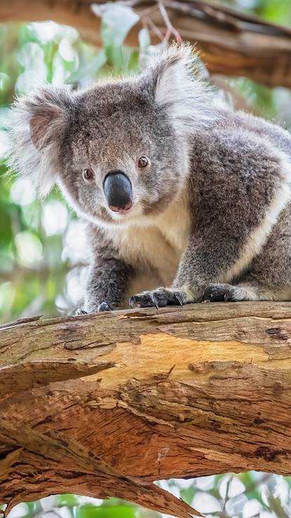 Koala - Australie