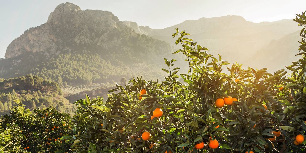Les oranges de Majorque - Baléares - Espagne