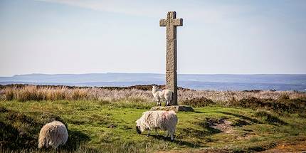 Parc National des North York Moors - Angleterre - Royaume Uni